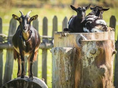 goats on the farm