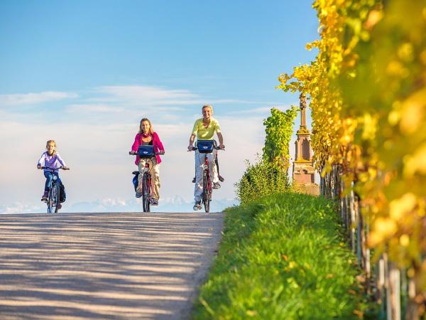 Cyclists in vineyards