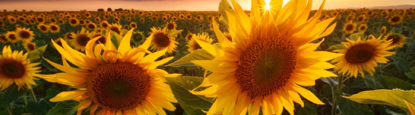 Van Goghs sunflowers in the Provence