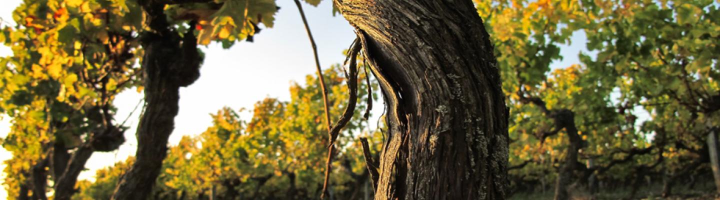 vine grapes on the island of R