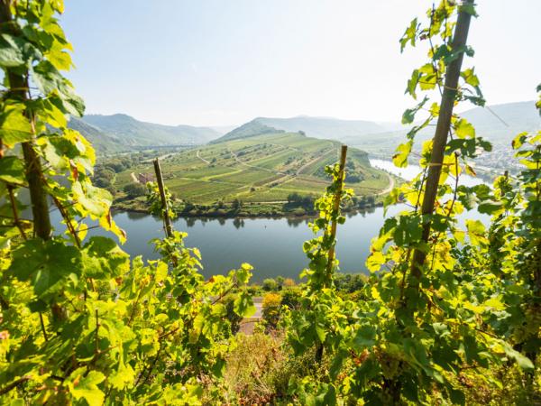 Looking through the vineyards