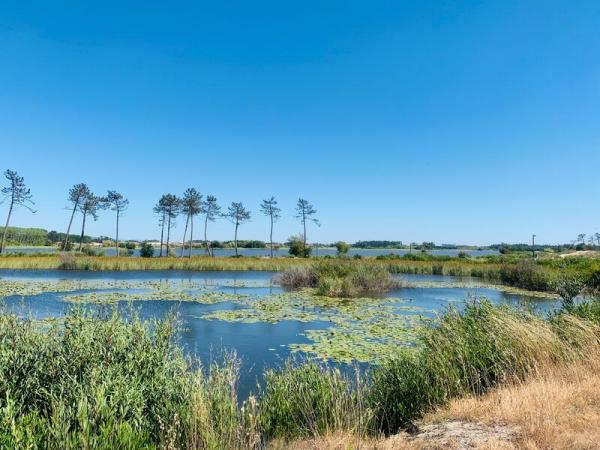 Wetlands