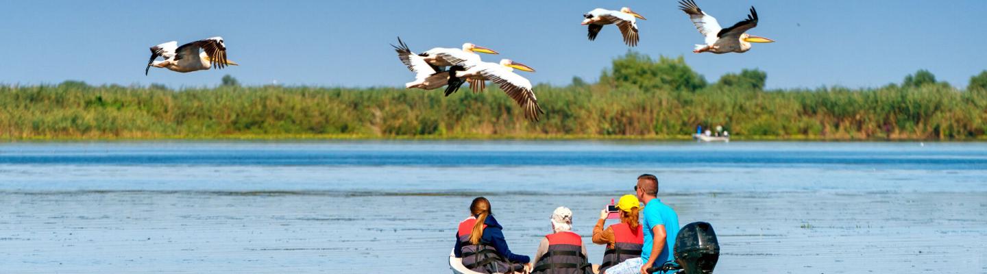 Tourist watching the Pelican Birds wildlife fauna in the Danube Delta