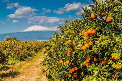 Orange tree in front of snowy Etna