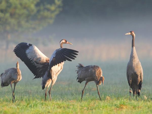 Crane in the fog