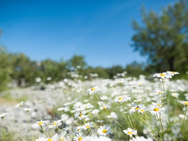 Countryside on a dalmatian island