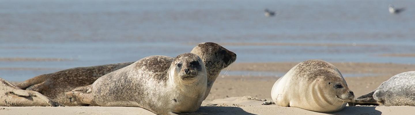 seals on Texel